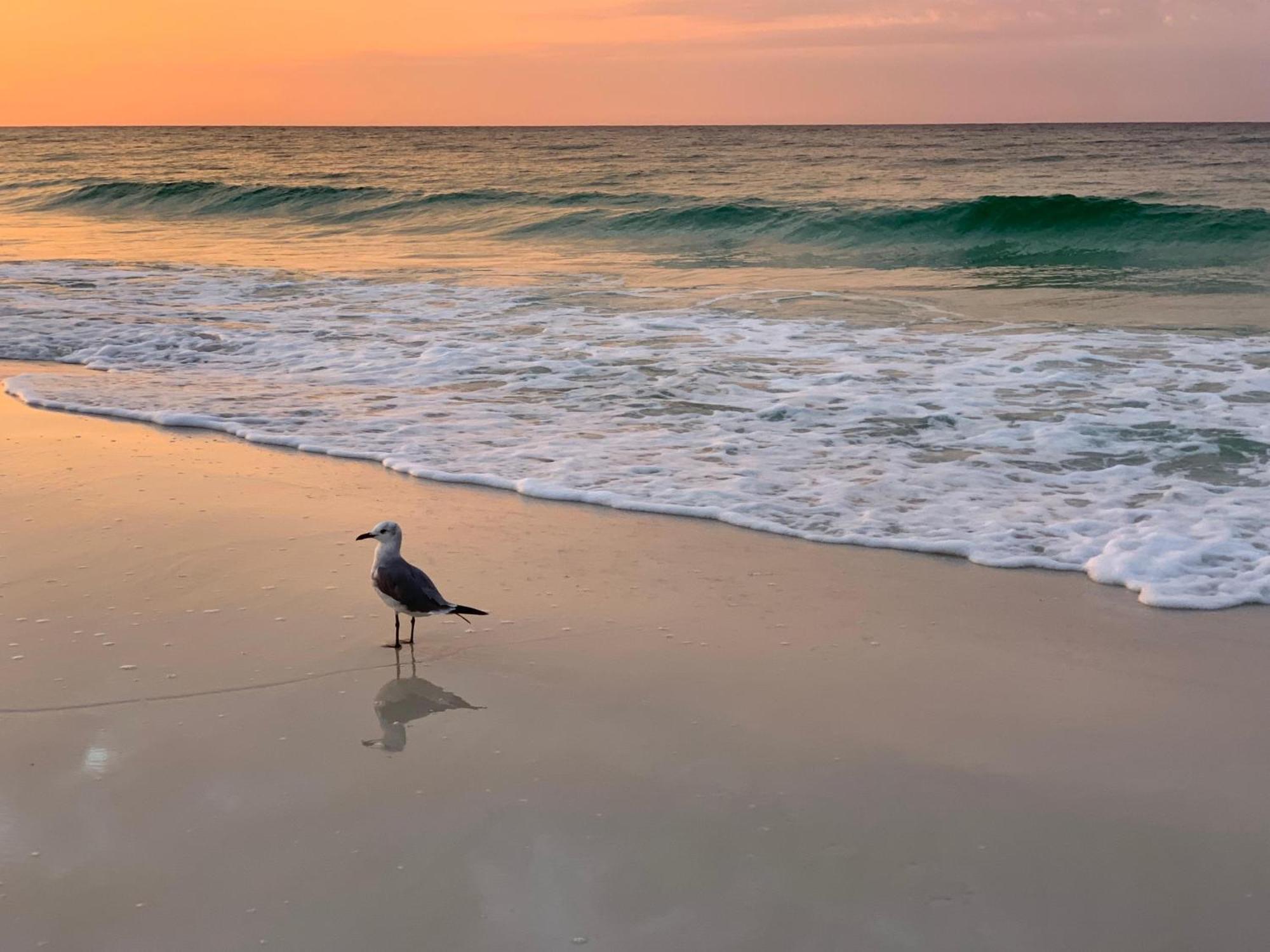Nautilus 2408 Gulf View 2 Bedroom 4Th Floor Free Beach Service Fort Walton Beach Esterno foto